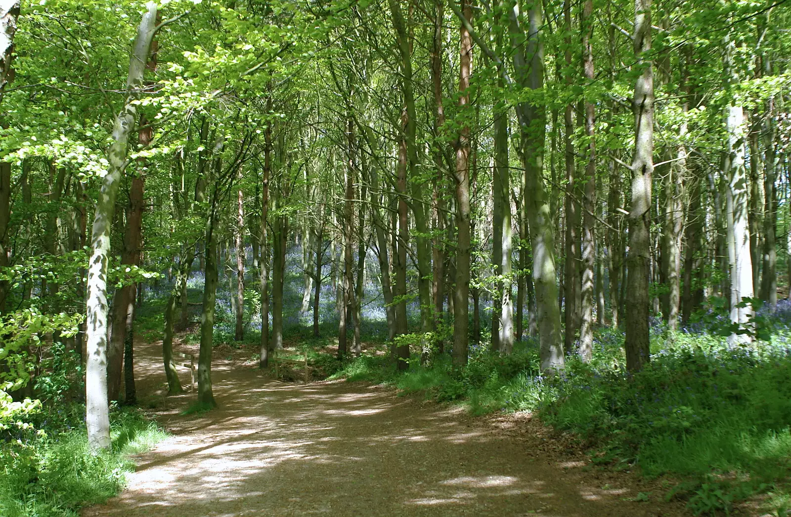 A track through the woods, from The BSCC Weekend Trip to Rutland Water, Empingham, Rutland - 14th May 2005