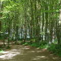 A track through the woods, The BSCC Weekend Trip to Rutland Water, Empingham, Rutland - 14th May 2005