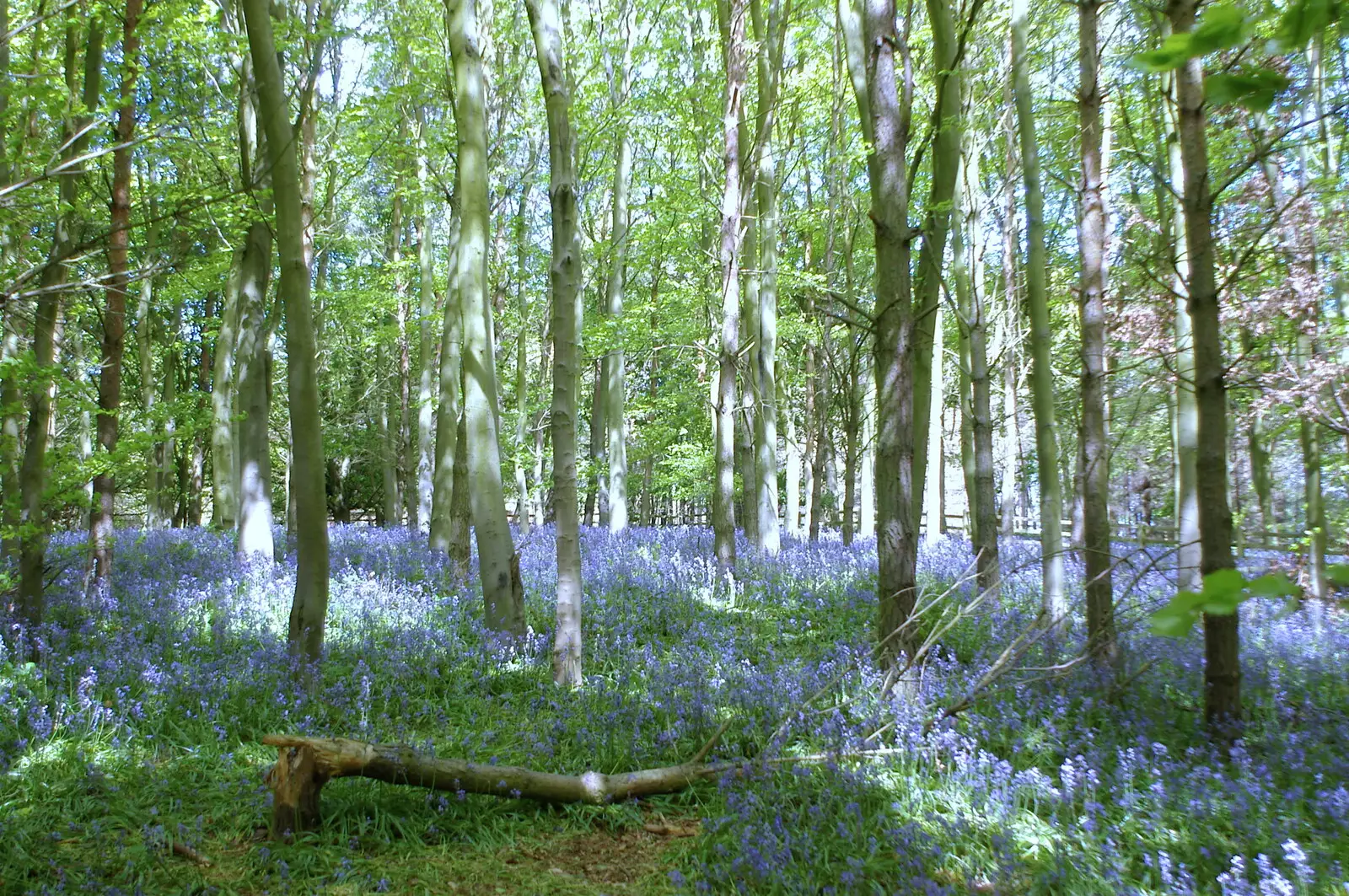 A fantastic bluebelled hill, from The BSCC Weekend Trip to Rutland Water, Empingham, Rutland - 14th May 2005