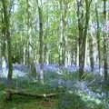 A fantastic bluebelled hill, The BSCC Weekend Trip to Rutland Water, Empingham, Rutland - 14th May 2005