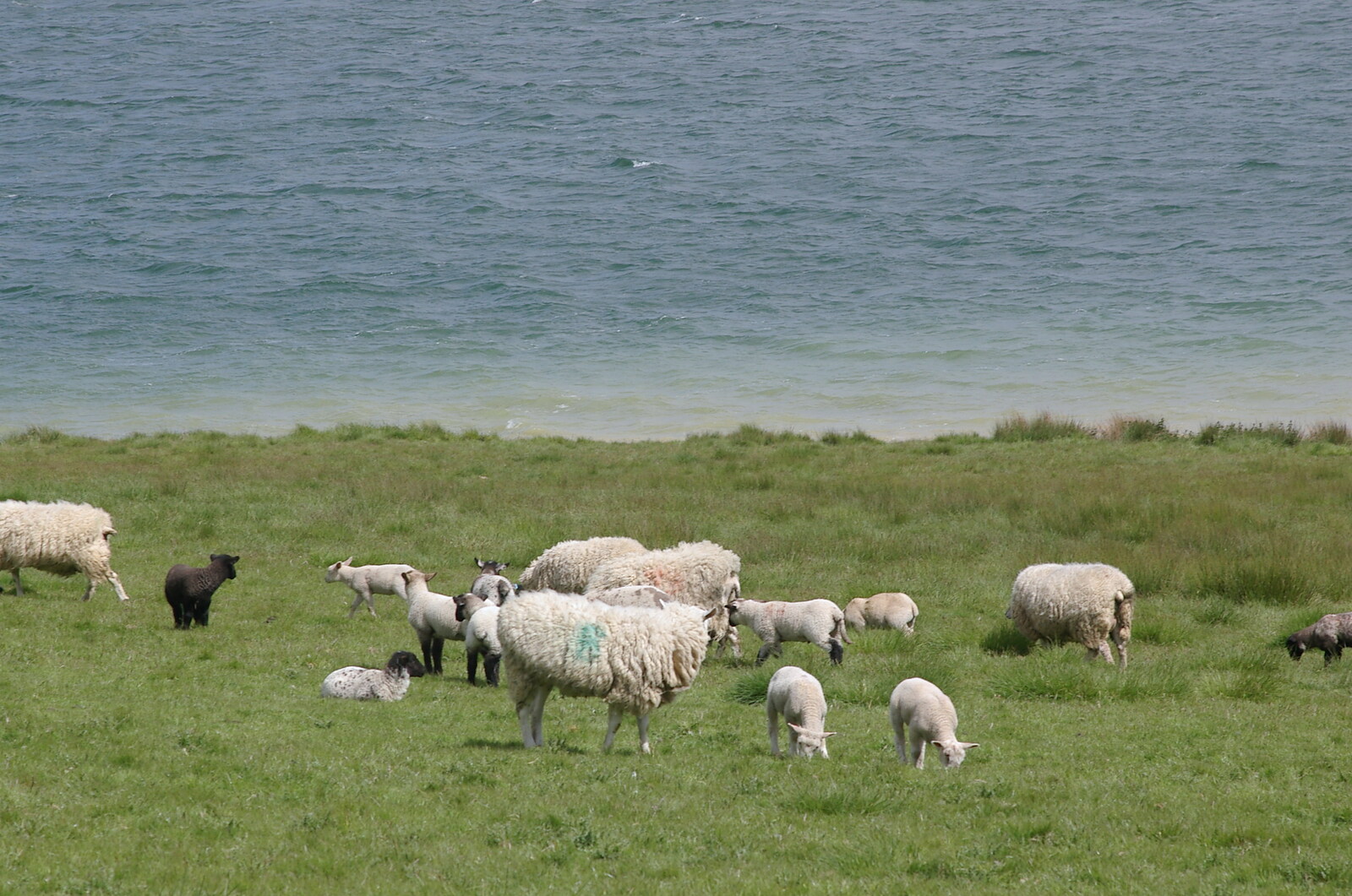 Sheep from The BSCC Weekend Trip to Rutland Water, Empingham, Rutland - 14th May 2005