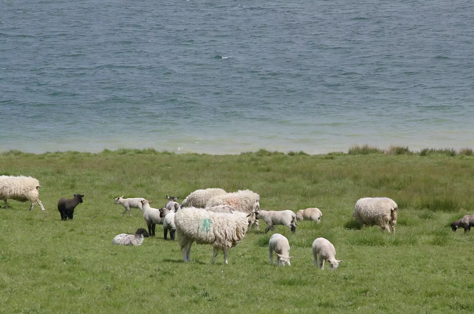 Sheep, from The BSCC Weekend Trip to Rutland Water, Empingham, Rutland - 14th May 2005