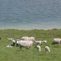 Sheep, The BSCC Weekend Trip to Rutland Water, Empingham, Rutland - 14th May 2005