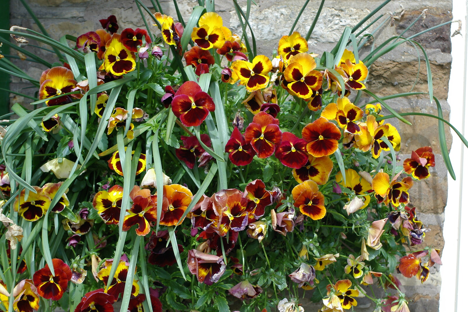 A bunch of pansies in a hanging basket from The BSCC Weekend Trip to Rutland Water, Empingham, Rutland - 14th May 2005