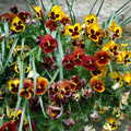 A bunch of pansies in a hanging basket, The BSCC Weekend Trip to Rutland Water, Empingham, Rutland - 14th May 2005