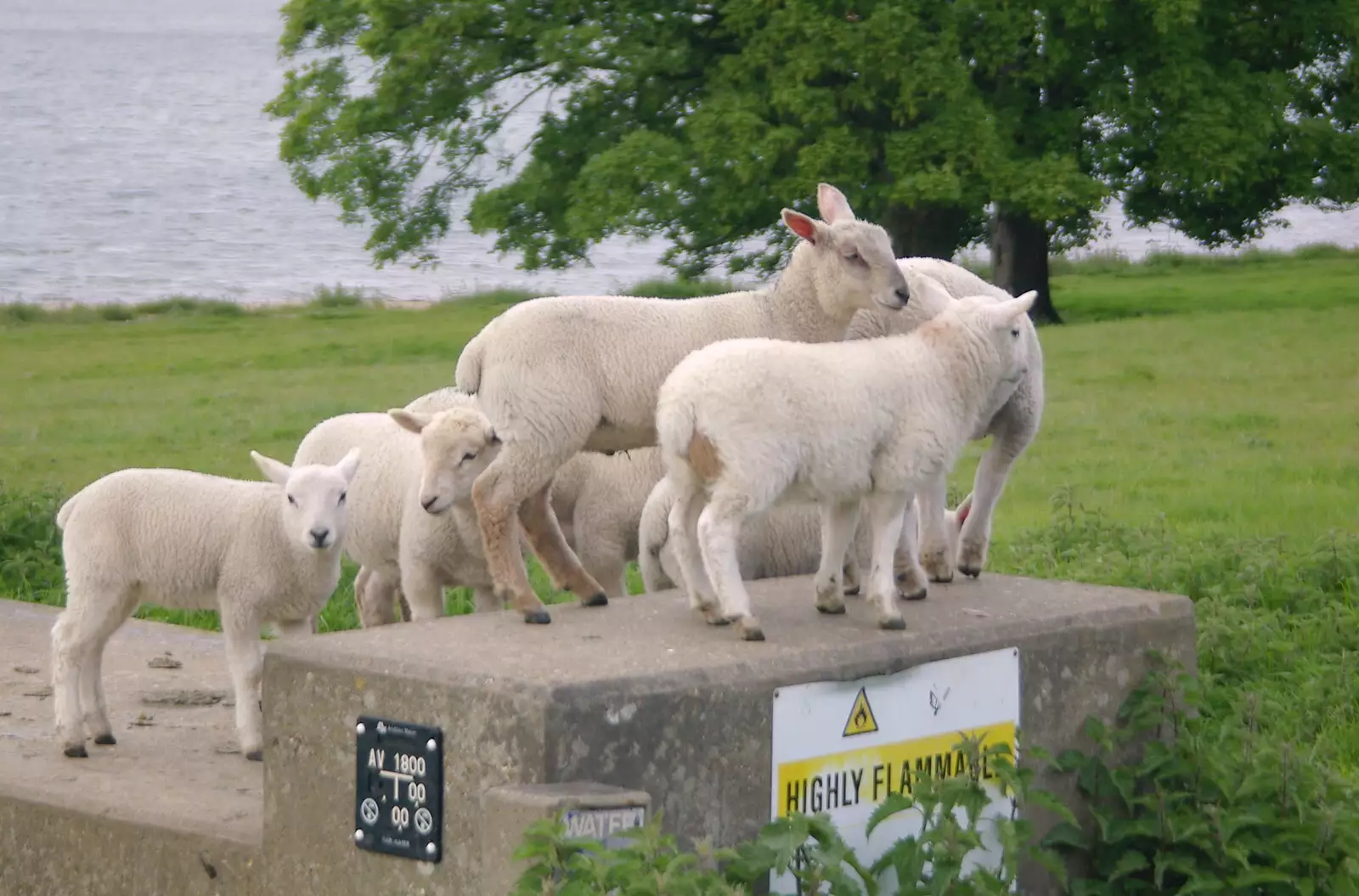 A bunch of lambs play 'king of the castle', from The BSCC Weekend Trip to Rutland Water, Empingham, Rutland - 14th May 2005