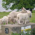 A bunch of lambs play 'king of the castle', The BSCC Weekend Trip to Rutland Water, Empingham, Rutland - 14th May 2005