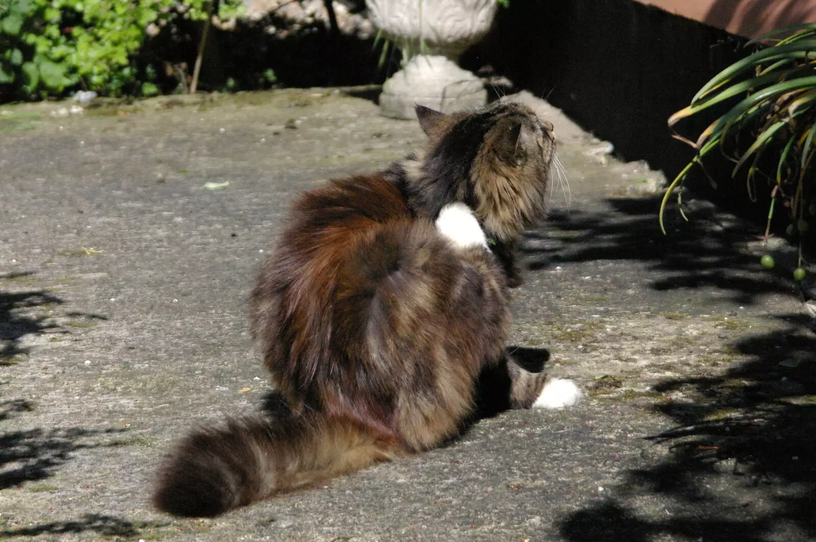 Sophie scratches a flea, from BSCC Bike Rides and Fun With Diffraction Gratings, Gissing and Diss - 26th May 2005