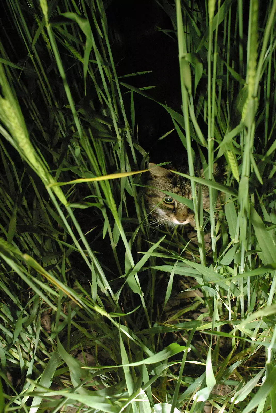 Sophie in the wheat at night, from BSCC Bike Rides and Fun With Diffraction Gratings, Gissing and Diss - 26th May 2005