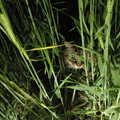 Sophie in the wheat at night, BSCC Bike Rides and Fun With Diffraction Gratings, Gissing and Diss - 26th May 2005