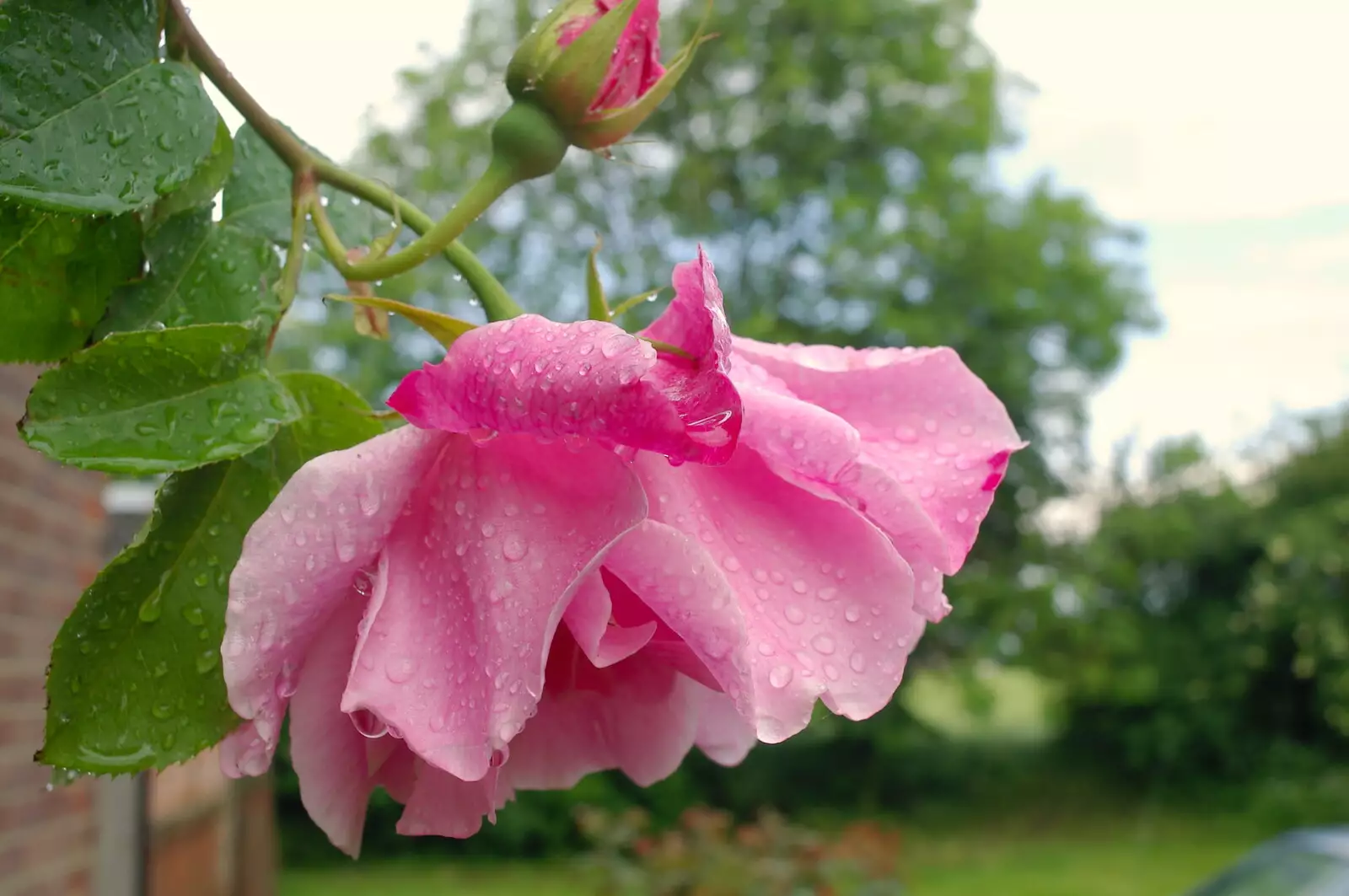 A pink rose, wet from the rain, from BSCC Bike Rides and Fun With Diffraction Gratings, Gissing and Diss - 26th May 2005