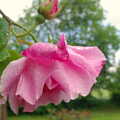 BSCC Bike Rides and Fun With Diffraction Gratings, Gissing and Diss - 26th May 2005, A pink rose, wet from the rain