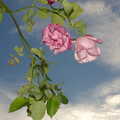 A rose, with a bit of flash fill, The BBs do a Wedding Gig at Syleham, Suffolk - 25th June 2005