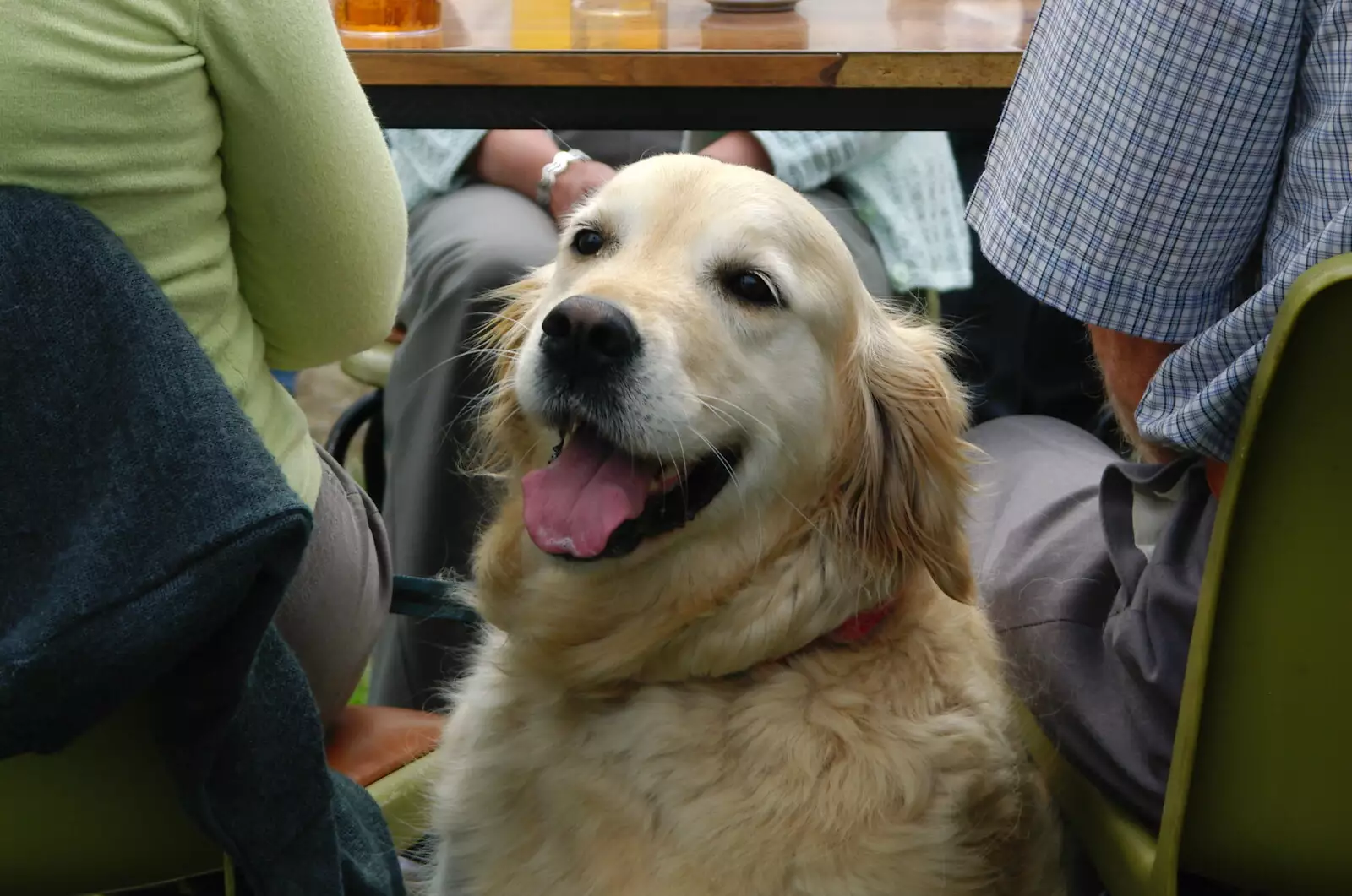 A nice golden retriever, from A Combine Harvester and the Pig Roast, Thrandeston, Suffolk - 26th June 2005