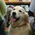 A nice golden retriever, A Combine Harvester and the Pig Roast, Thrandeston, Suffolk - 26th June 2005