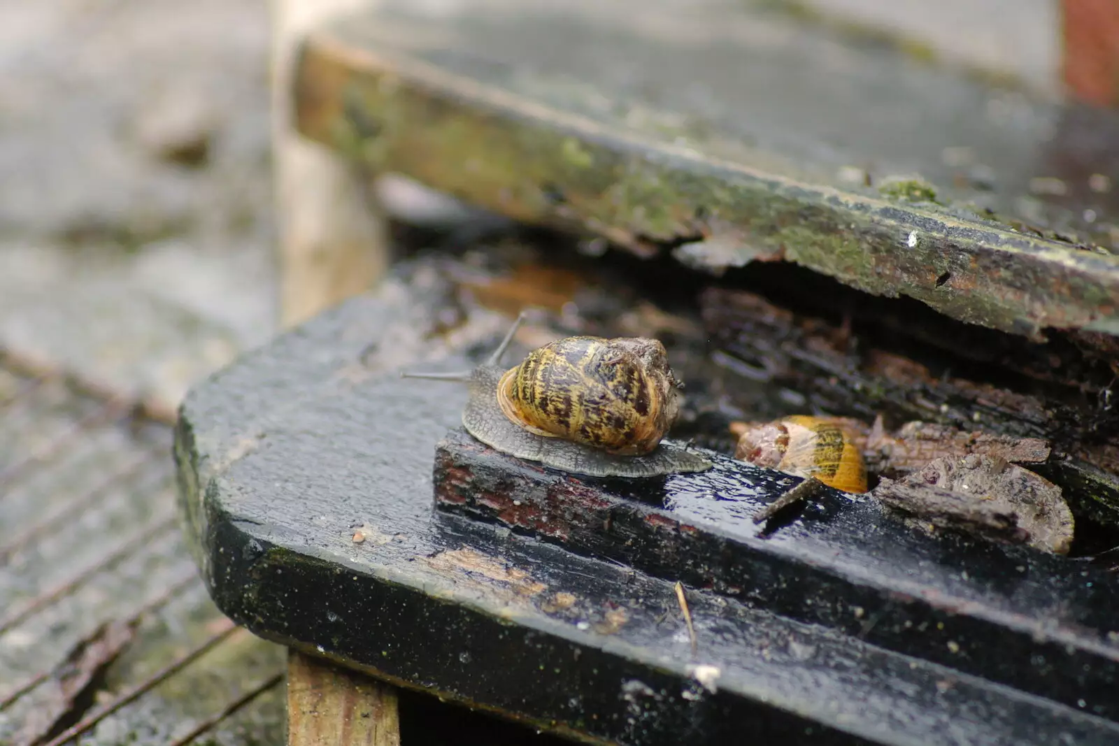 Snails are on the loose in the back garden, from Coldplay Live at Crystal Palace, Diss Publishing and Molluscs, Diss and London - 28th June 2005