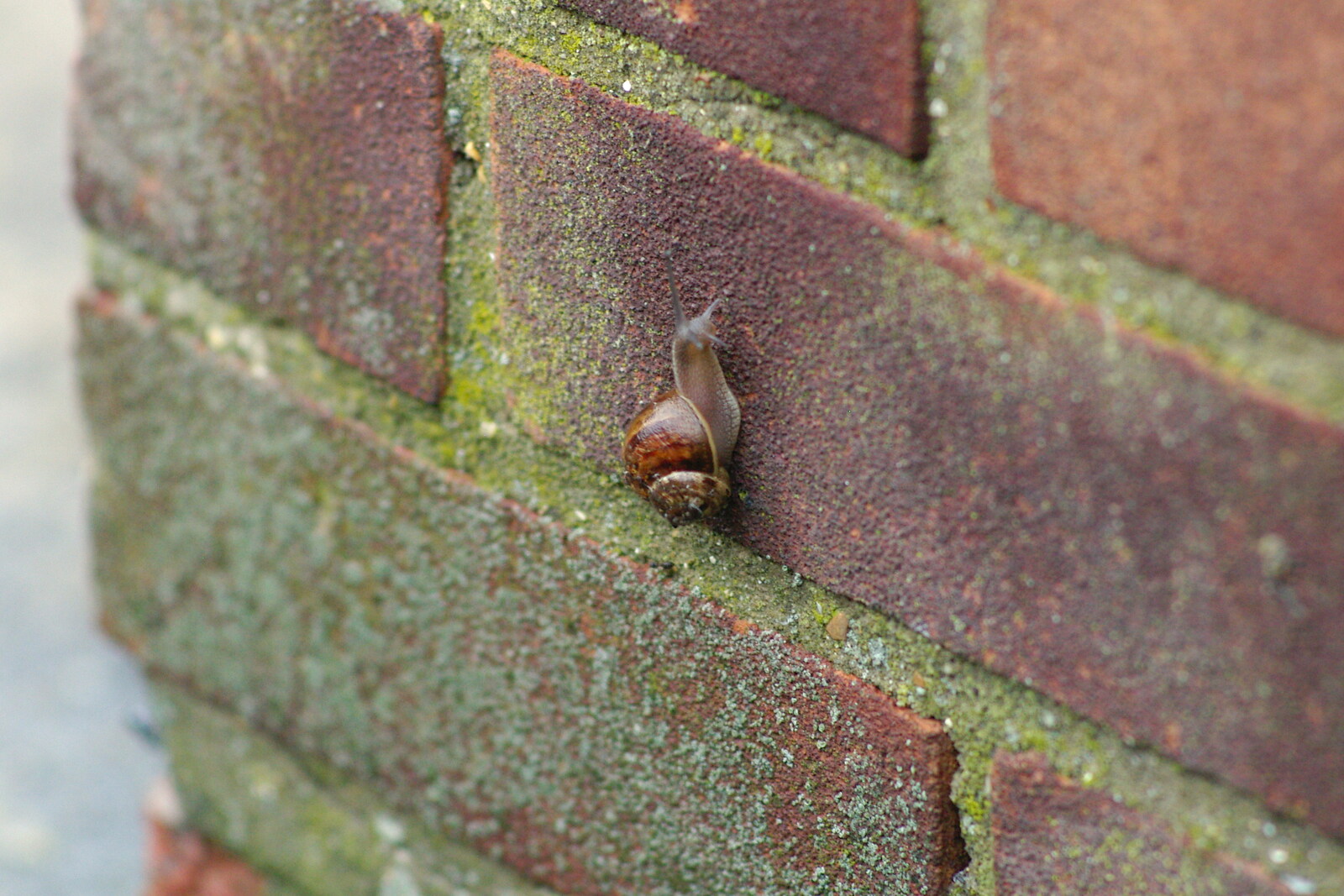 A snail scales a wall from Coldplay Live at Crystal Palace, Diss Publishing and Molluscs, Diss and London - 28th June 2005