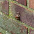 A snail scales a wall, Coldplay Live at Crystal Palace, Diss Publishing and Molluscs, Diss and London - 28th June 2005