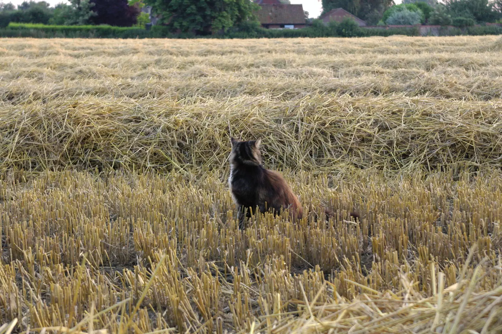 Sophie surveys the stubble, from Steve Ives' Leaving Lunch, Science Park, Cambridge - 11th July 2005