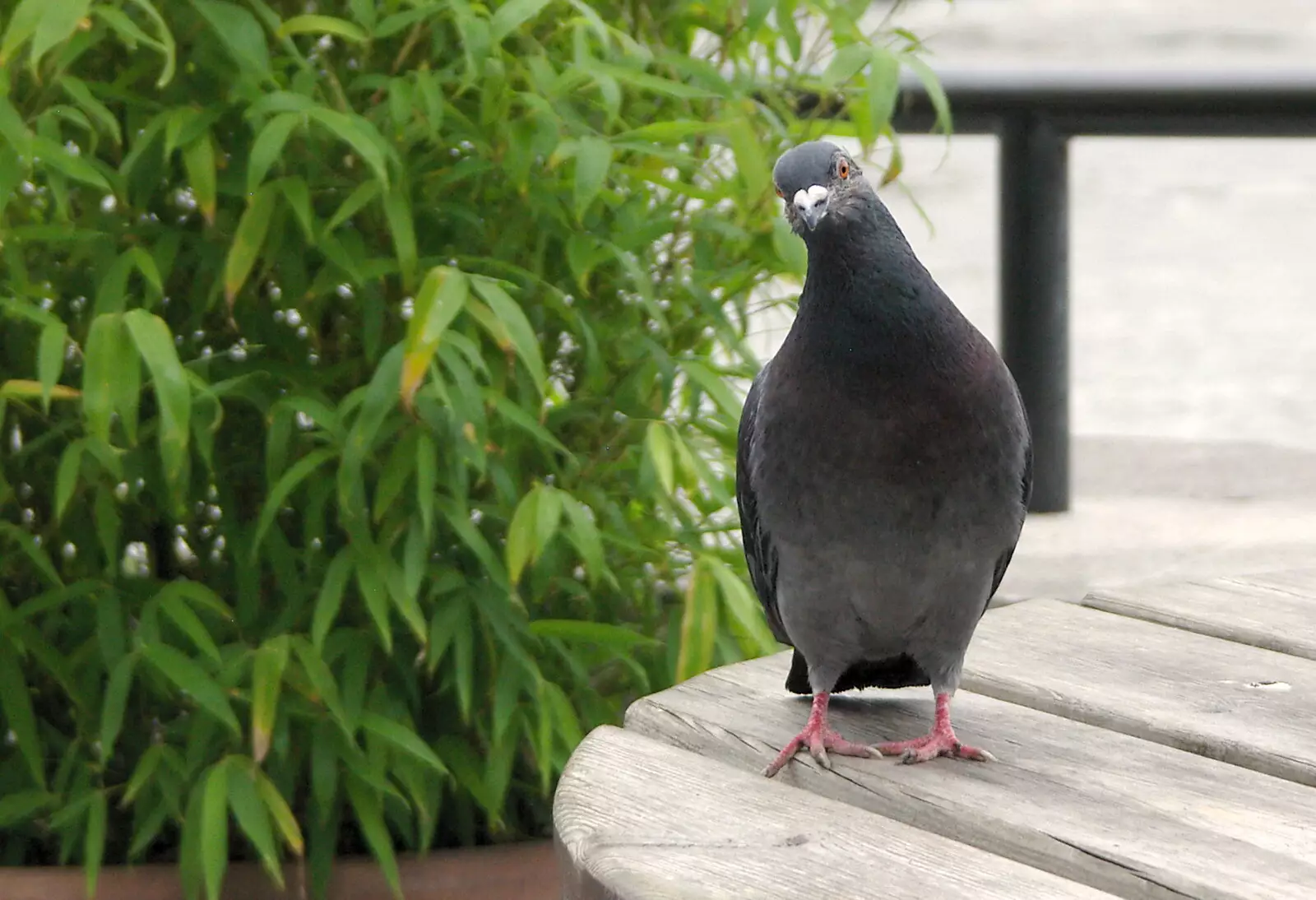 A Pigeon flutters around looking for food , from Borough Market and North Clapham Tapas, London - 23rd July 2005