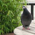 A Pigeon flutters around looking for food , Borough Market and North Clapham Tapas, London - 23rd July 2005