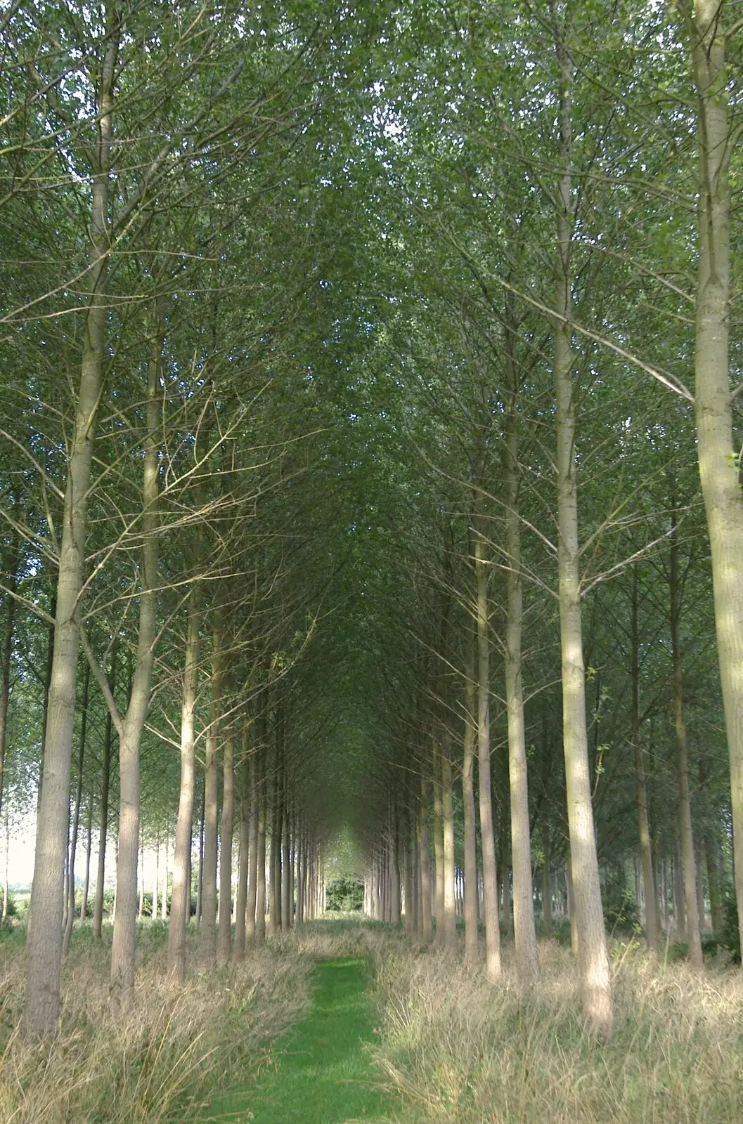 Tree plantation, Finningham, Suffolk, from The BBS, and the Big Skies of East Anglia, Diss and Hunston, Norfolk and Suffolk - 6th August 2005