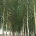 Tree plantation, Finningham, Suffolk, The BBS, and the Big Skies of East Anglia, Diss and Hunston, Norfolk and Suffolk - 6th August 2005