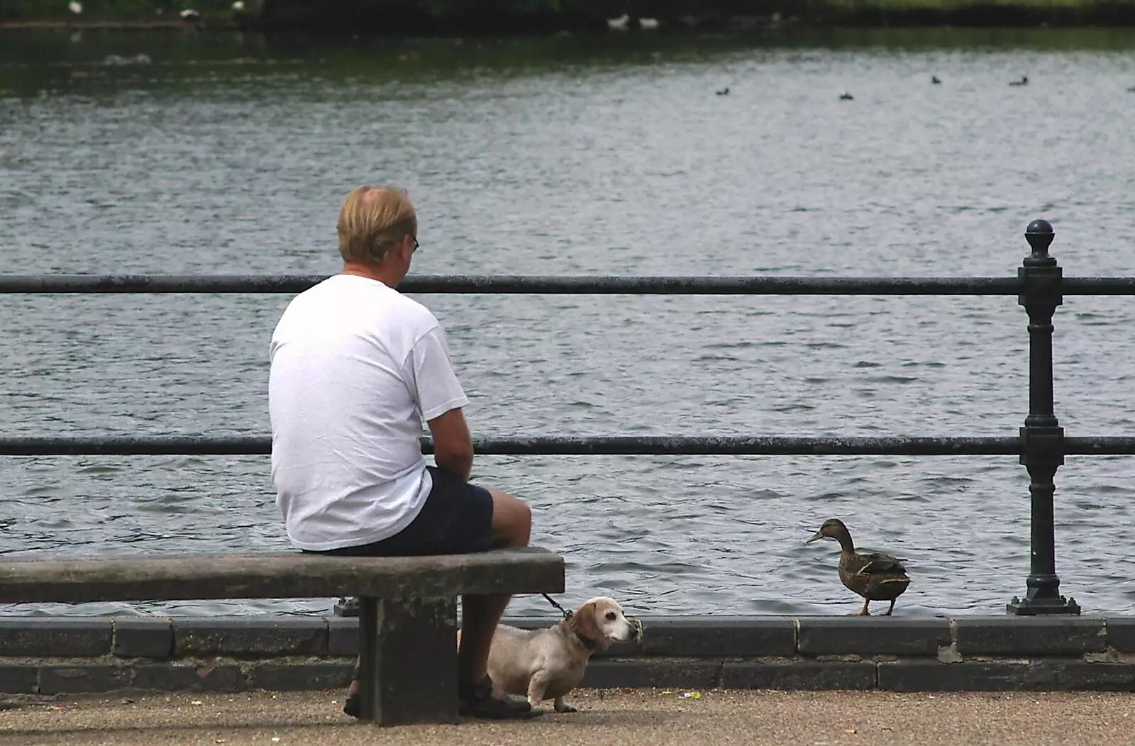 A sausage-dog and a duck, from The BBS, and the Big Skies of East Anglia, Diss and Hunston, Norfolk and Suffolk - 6th August 2005