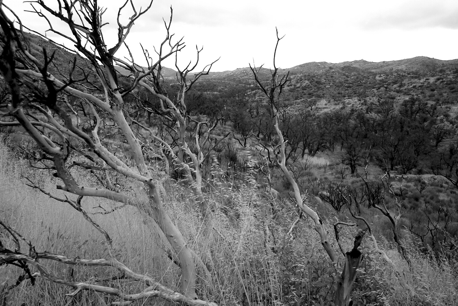 More skeletal trees from Route 78: A Drive Around the San Diego Mountains, California, US - 9th August 2005