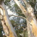 Eucalyptus tree, Route 78: A Drive Around the San Diego Mountains, California, US - 9th August 2005