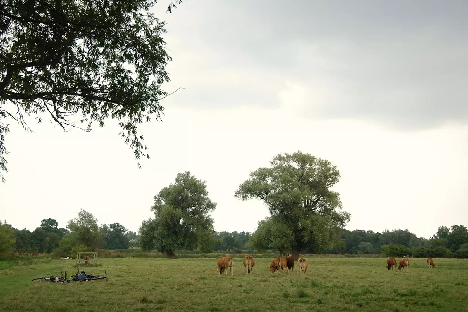 Cows on the meadows at Grantchester, from Qualcomm goes Punting on the Cam, Grantchester Meadows, Cambridge - 18th August 2005