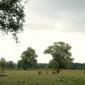 Cows on the meadows at Grantchester, Qualcomm goes Punting on the Cam, Grantchester Meadows, Cambridge - 18th August 2005