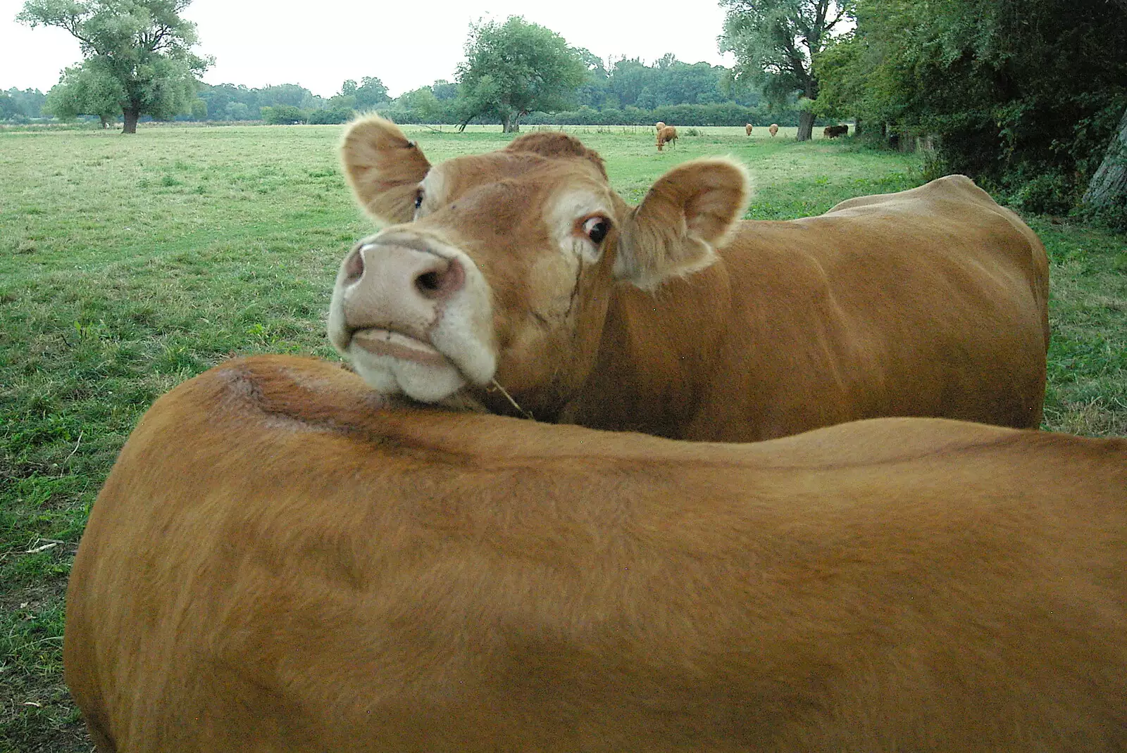 A couple of cute cows in a nearby field, from Qualcomm goes Punting on the Cam, Grantchester Meadows, Cambridge - 18th August 2005