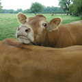 A couple of cute cows in a nearby field, Qualcomm goes Punting on the Cam, Grantchester Meadows, Cambridge - 18th August 2005