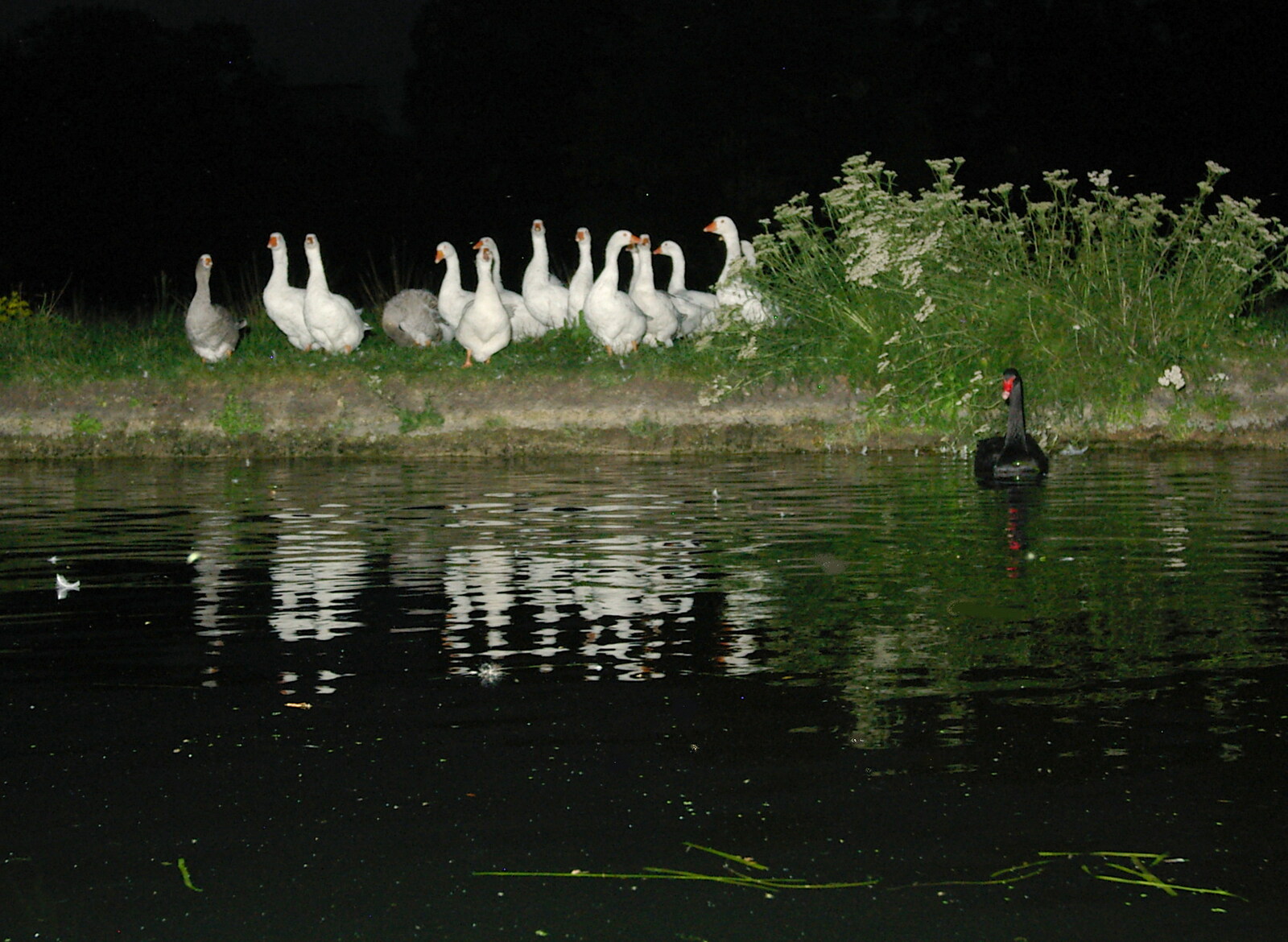 Geese wait as two swans face off across the river from Qualcomm goes Punting on the Cam, Grantchester Meadows, Cambridge - 18th August 2005