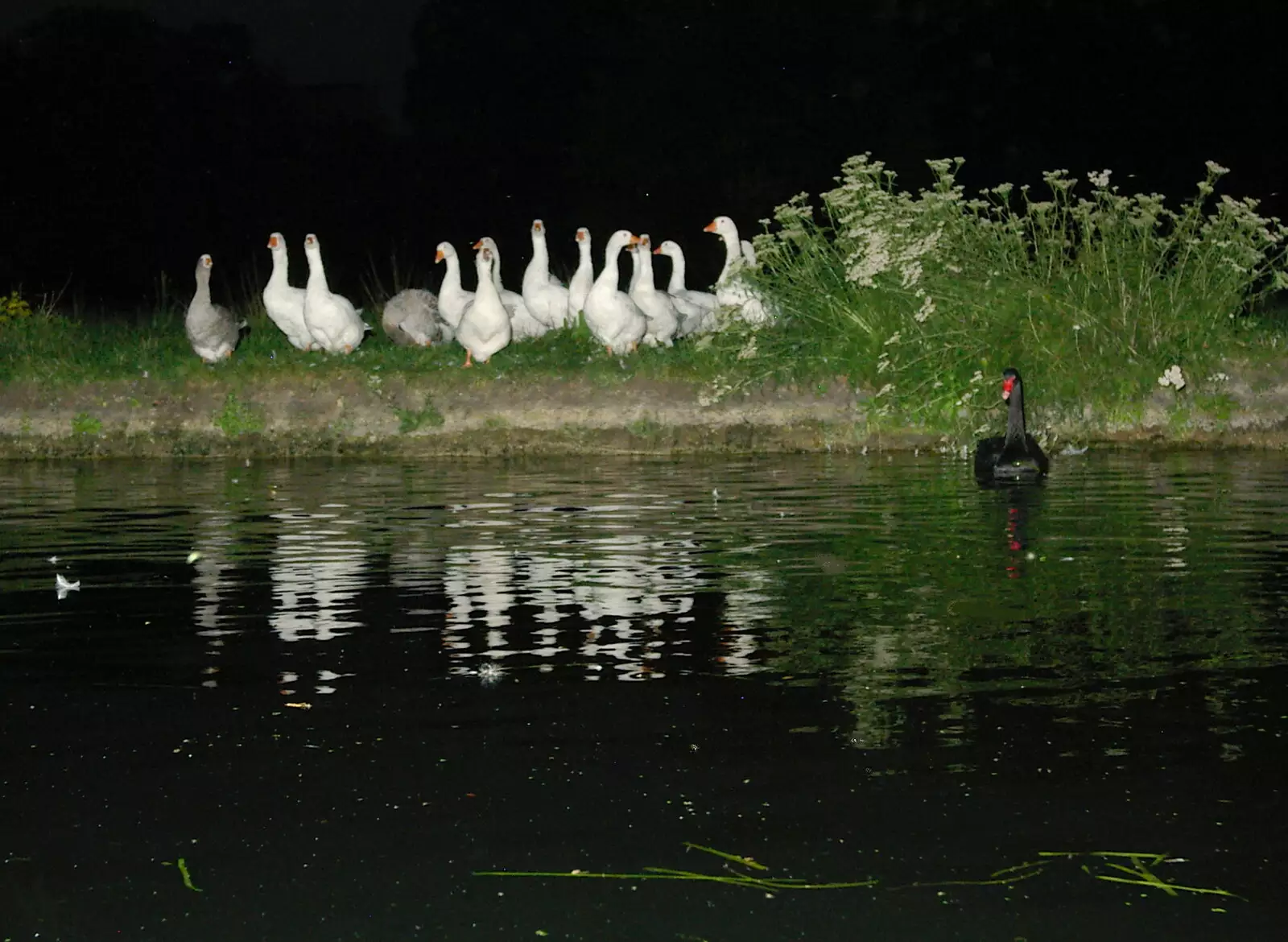 Geese wait as two swans face off across the river, from Qualcomm goes Punting on the Cam, Grantchester Meadows, Cambridge - 18th August 2005