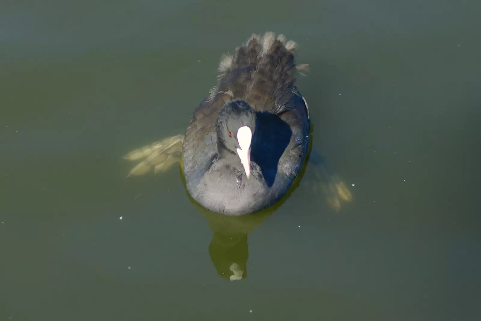 A Moorhen's feet do the business under water, from Life on the Neonatal Ward, Dairy Farm and Thrandeston Chapel, Suffolk - 26th August 2005