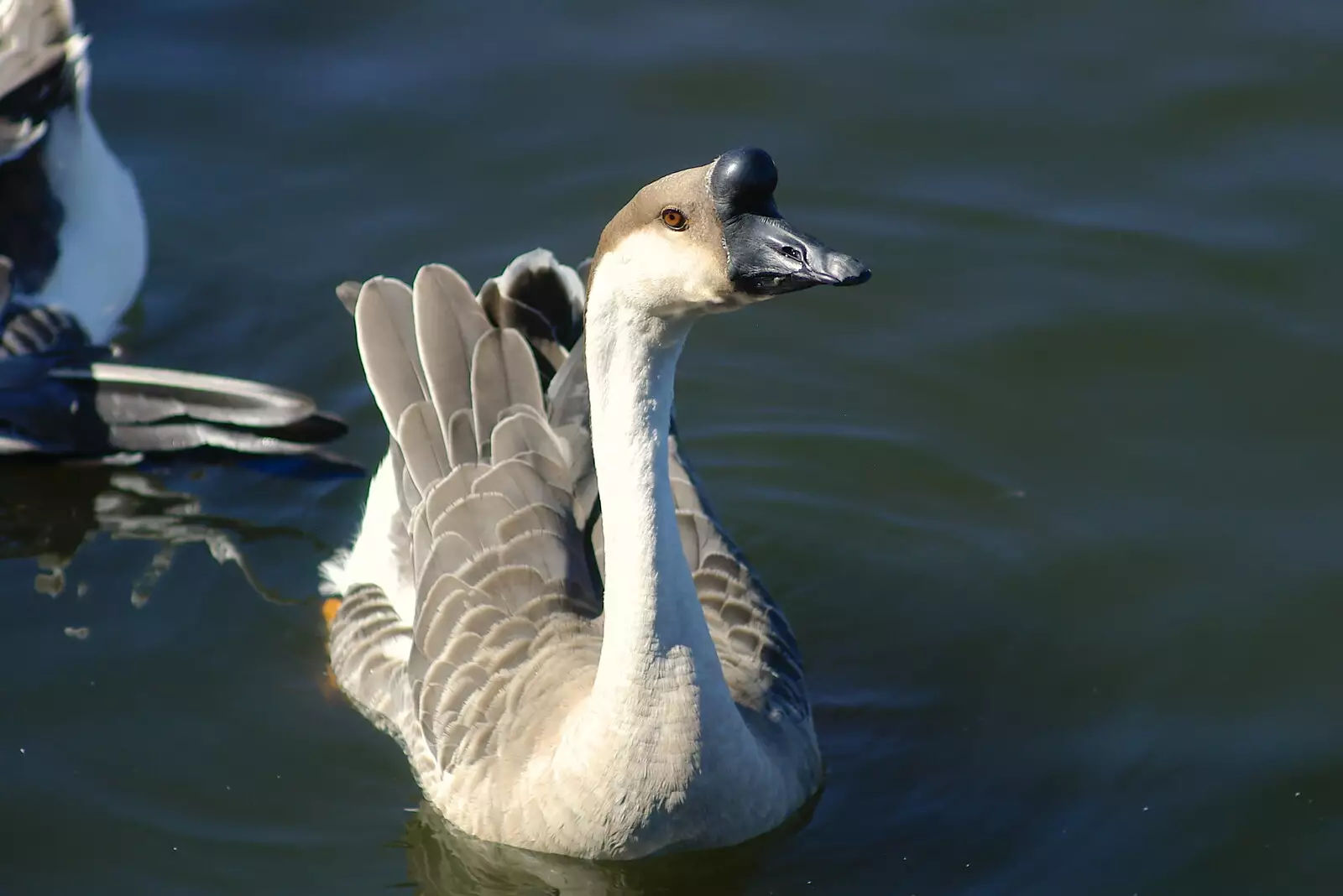 A goose floats around looking for trouble, from Life on the Neonatal Ward, Dairy Farm and Thrandeston Chapel, Suffolk - 26th August 2005