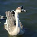 2005 A goose floats around looking for trouble