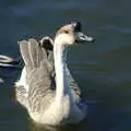 A goose floats around looking for trouble, Life on the Neonatal Ward, Dairy Farm and Thrandeston Chapel, Suffolk - 26th August 2005