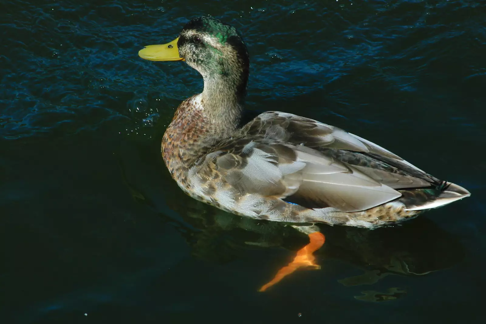 A duck's feet paddle furiously , from Life on the Neonatal Ward, Dairy Farm and Thrandeston Chapel, Suffolk - 26th August 2005