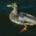 A duck's feet paddle furiously , Life on the Neonatal Ward, Dairy Farm and Thrandeston Chapel, Suffolk - 26th August 2005