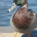 A duck jumps out on to the edge of the Mere, Life on the Neonatal Ward, Dairy Farm and Thrandeston Chapel, Suffolk - 26th August 2005