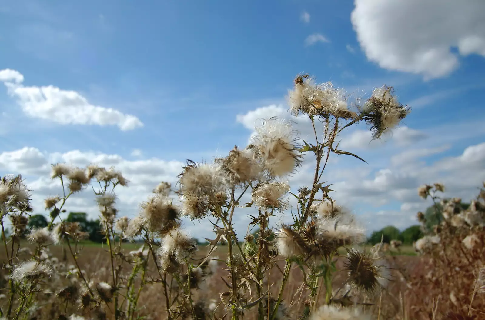 Thistles in a field, from Life on the Neonatal Ward, Dairy Farm and Thrandeston Chapel, Suffolk - 26th August 2005