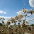 2005 Thistles in a field