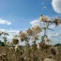 Thistles in a field, Life on the Neonatal Ward, Dairy Farm and Thrandeston Chapel, Suffolk - 26th August 2005