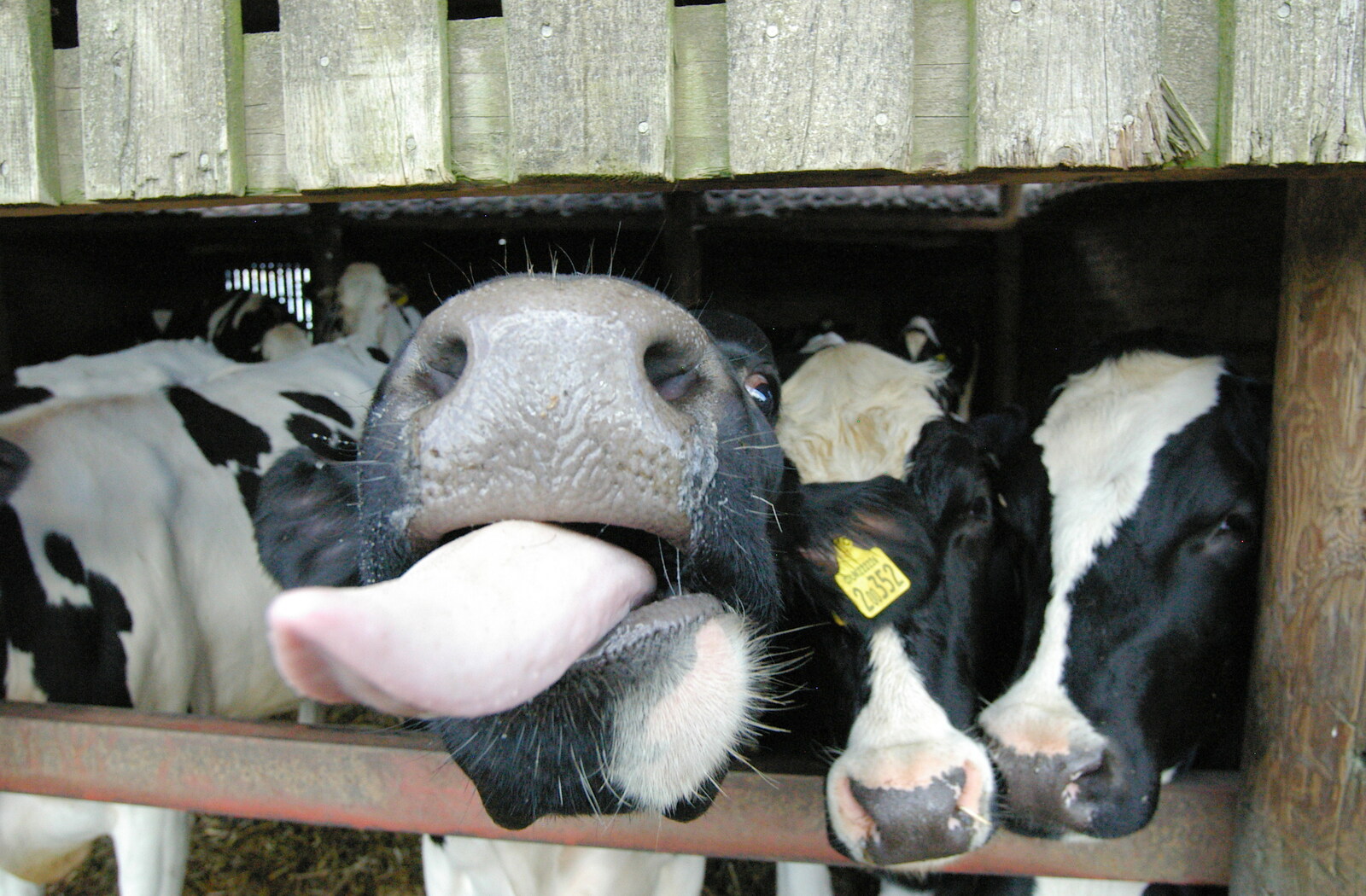 A cow tries to lick the camera from Life on the Neonatal Ward, Dairy Farm and Thrandeston Chapel, Suffolk - 26th August 2005