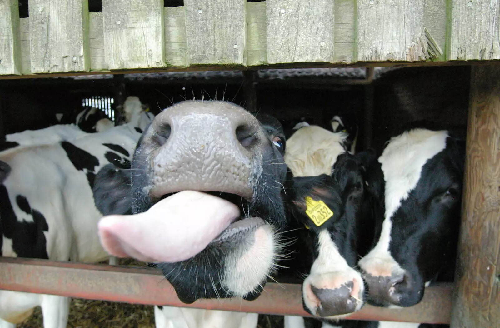 A cow tries to lick the camera, from Life on the Neonatal Ward, Dairy Farm and Thrandeston Chapel, Suffolk - 26th August 2005