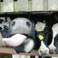 A cow tries to lick the camera, Life on the Neonatal Ward, Dairy Farm and Thrandeston Chapel, Suffolk - 26th August 2005