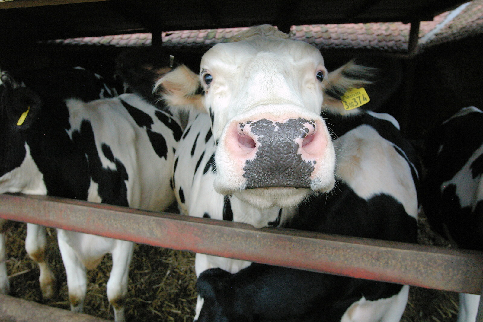 A curious cow from Life on the Neonatal Ward, Dairy Farm and Thrandeston Chapel, Suffolk - 26th August 2005